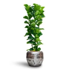 Ficus Lyrata Bambino - HydroCare -Indoor Plants Ficus Lyrata Bambino Hydroculture Opus Raw Couple Planter Silver 7a6929b9 dfe9 4175 8903 aed6a2e09fb4