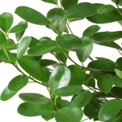 Ficus Moclame - HydroCare -Indoor Plants Ficus Moclame Indian Laurel Leaves 630302b3 ccff 4798 a787 2488bd97b544