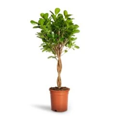 Ficus Moclame - Indian Laurel - Twisted Stem -Indoor Plants Ficus Moclame Indian Laurel Twisted Stem 17x70cm