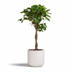 Ficus Moclame - Indian Laurel - Twisted Stem -Indoor Plants Ficus Moclame Indian Laurel Twisted Stem 17x70cm Lisbon Plant Pot White 19x19cm b77925c5 a395 4255 b618 3920187b6a1a