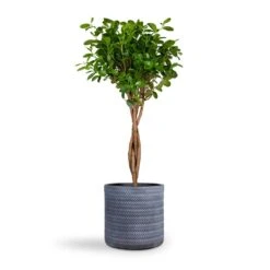 Ficus Moclame - Indian Laurel - Twisted Stem -Indoor Plants Ficus Moclame Indian Laurel Twisted Stem 23x110cm Angle Cylinder Plant Pot Grey 30x30cm 1545c404 04f3 49e0 a56f b8d2b4fd949c