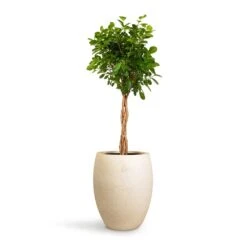 Grigio Tall Balloon Planter - Antique White Concrete -Indoor Plants Ficus Moclame Indian Laurel Twisted Stem 23x110cm Grigio Tall Balloon Planter Antique White Concrete 40x50cm