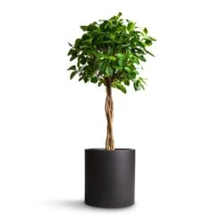Max Refined Planter - Volcano Black 17 Max Refined Planter - Volcano Black -Indoor Plants Ficus Moclame Indian Laurel Twisted Stem 23x110cm Max Refined Planter Volcano Black 29x29.5cm 5136b053 d131 4296 af73 dc7dc6521f22