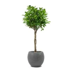 Ficus Moclame - Indian Laurel - Twisted Stem -Indoor Plants Ficus Moclame Indian Laurel Twisted Stem Abby Ball Plant Pot Ridged Dark Grey