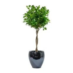 Amora Plant Pot - Anthracite Mirror 11 Amora Plant Pot - Anthracite Mirror -Indoor Plants Ficus Moclame Indian Laurel Twisted Stem Amora Plant Pot Anthracite Mirror 6f5e6746 58d9 4b4e 97dc ce592bac9f00