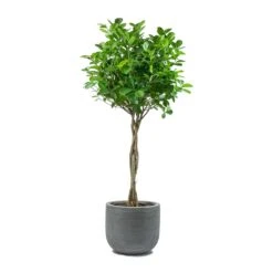 Ficus Moclame - Indian Laurel - Twisted Stem -Indoor Plants Ficus Moclame Indian Laurel Twisted Stem Dice Plant Pot Ridged Dark Grey