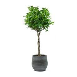 Ficus Moclame - Indian Laurel - Twisted Stem -Indoor Plants Ficus Moclame Indian Laurel Twisted Stem Esra Mystic Grey Plant Pot