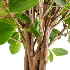 Ficus Moclame - Indian Laurel - Twisted Stem -Indoor Plants Ficus Moclame Indian Laurel Twisted Stem SWACH 2