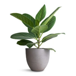 Coral Refined Planter - Clouded Grey -Indoor Plants Ficus benghalensis Audrey Bengal Fig 14x45cm Coral Refined Planter Clouded Grey 18x15cm