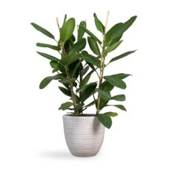 Angle Couple Plant Pot - White -Indoor Plants Ficus benghalensis Audrey Bengal Fig 24x100cm Angle Couple Plant Pot White 30x28cm f4747d13 e617 47c7 bd19 1c194fd65e00
