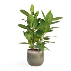 Tarra Plant Pot - Forest -Indoor Plants Ficus benghalensis Audrey Bengal Fig 24x100cm Tarra Plant Pot Forest 29x25cm