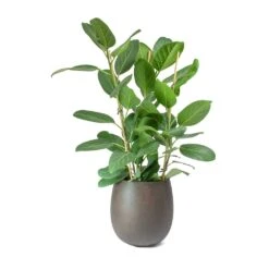 Grigio Balloon Plant Pot - Rusty Iron Concrete 9 Grigio Balloon Plant Pot - Rusty Iron Concrete -Indoor Plants Ficus benghalensis Audrey Bengal Fig Balloon Planter Concrete Rusty Iron 1fc2ea76 af6f 42cf 96fe 0d86347e283f