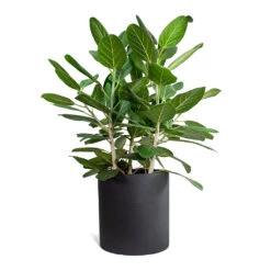 Max Refined Planter - Volcano Black 12 Max Refined Planter - Volcano Black -Indoor Plants Ficus benghalensis Audrey Bengal Fig Max Refined Planter Volcano Black STL