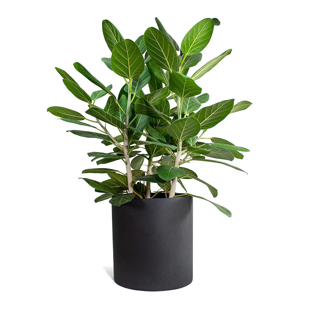 Max Refined Planter - Volcano Black 3 Max Refined Planter - Volcano Black - Image 3