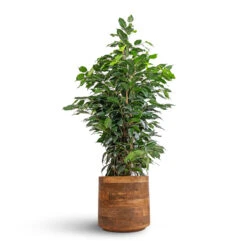 Helle Plant Pot - Natural 27 Helle Plant Pot - Natural -Indoor Plants Ficus benjamina Danielle Weeping Fig Branched 21x90cm Helle Plant Pot Natural 26x25cm