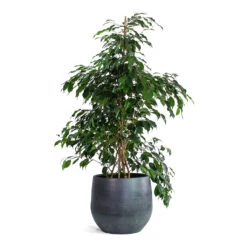 Esra Plant Pot - Graphite -Indoor Plants Ficus benjamina Danielle Weeping Fig Branched Esra Plant Pot Graphite 09e18b98 73c6 467d 8f39 e9370f734219