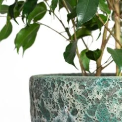 Lava Couple Relic Planter - Jade -Indoor Plants Ficus benjamina Danielle Weeping Fig Branched Lava Couple Relic Planter Jade Close Up