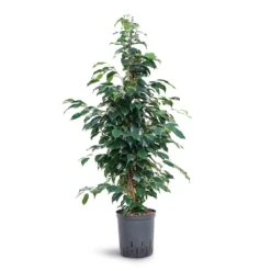 Ficus Benjamina Danielle - Weeping Fig - HydroCare 8 Ficus Benjamina Danielle - Weeping Fig - HydroCare -Indoor Plants Ficus benjamina Danielle Weeping Fig Hydroculture 18 19x100cm