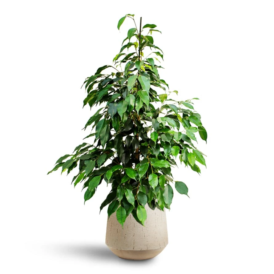 Ficus Benjamina Danielle - Weeping Fig - HydroCare 5 Ficus Benjamina Danielle - Weeping Fig - HydroCare - Image 5