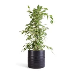 Hadleigh Plant Pot - Charcoal -Indoor Plants Ficus benjamina Twilight Weeping Fig Branched 14x55cm Hadleigh Plant Pot Charcoal 17x15cm efc9e4c8 75b5 41b9 a692 7ba1a0cb3e25