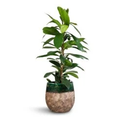 Lindy Plant Pot - Black Green -Indoor Plants Ficus cyathistipula African Fig 21x90cm Lindy Plant Pot Black Green 23x20cm 2