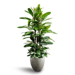 Ficus Cyathistipula - HydroCare 28 Ficus Cyathistipula - HydroCare -Indoor Plants Ficus cyathistipula African Fig Grigio Egg Pot Planter Natural Concrete