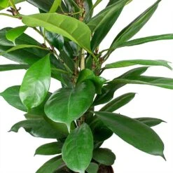 Ficus Cyathistipula - HydroCare 17 Ficus Cyathistipula - HydroCare -Indoor Plants Ficus cyathistipula African Fig Leaves cc9a3945 1e27 467b 9980 91f36f4ed488