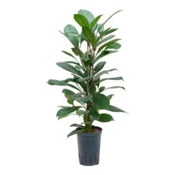 Ficus Cyathistipula - HydroCare 20 Ficus Cyathistipula - HydroCare -Indoor Plants Ficus cyathistipula Hydroculture 15 19x80cm