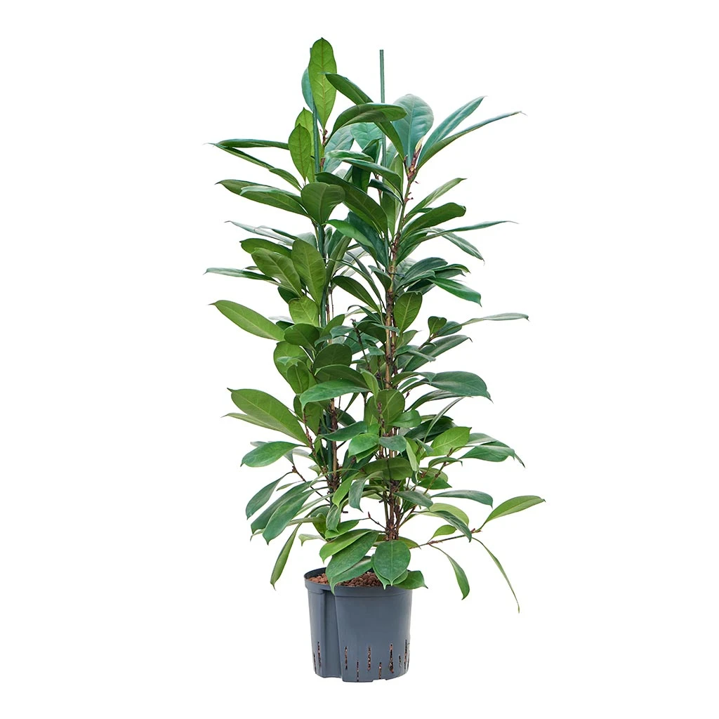 Ficus Cyathistipula - HydroCare 9 Ficus Cyathistipula - HydroCare - Image 9