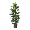 Ficus Cyathistipula - HydroCare