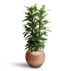 Ficus Cyathistipula - HydroCare 22 Ficus Cyathistipula - HydroCare -Indoor Plants Ficus cyathistipula Hydroculture Opus Hammered Globe Planter Gold