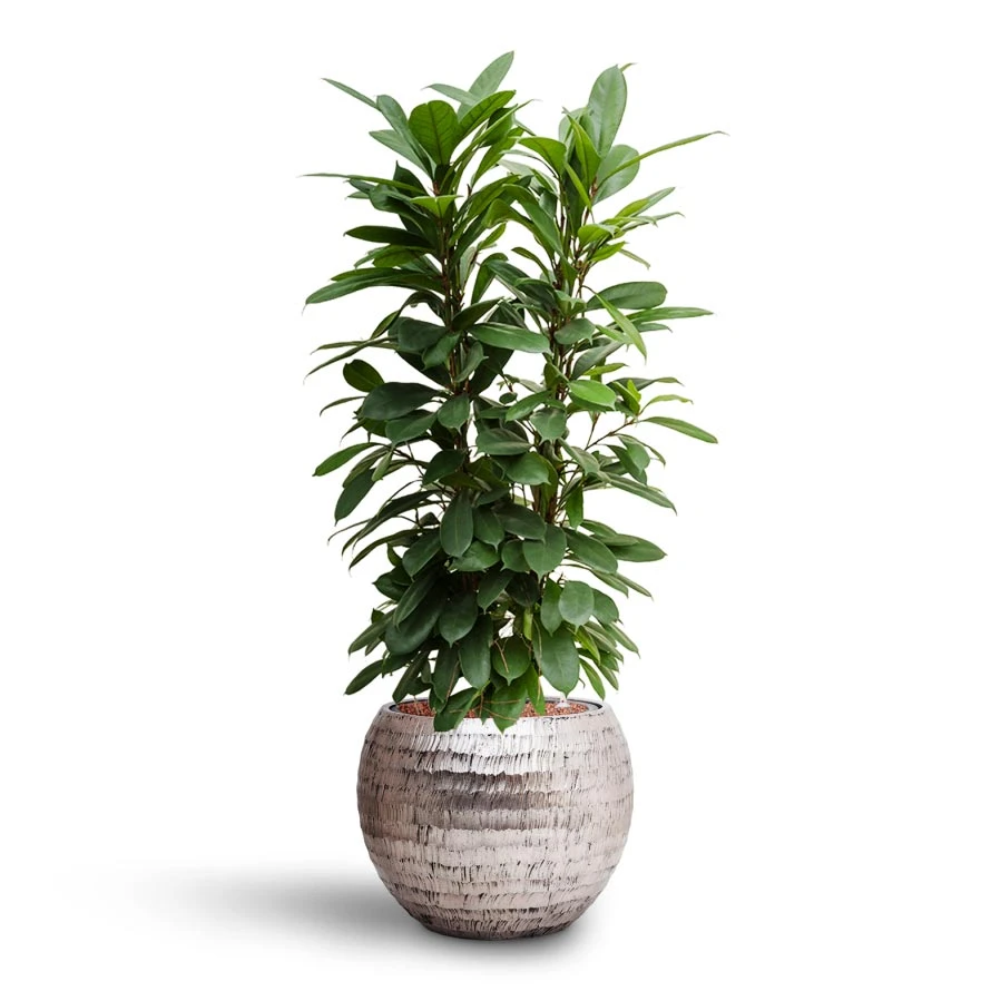 Ficus Cyathistipula - HydroCare 10 Ficus Cyathistipula - HydroCare - Image 10