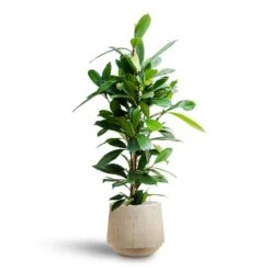 Ficus Cyathistipula - HydroCare 19 Ficus Cyathistipula - HydroCare -Indoor Plants Ficus cyathistipula Hydroculture Raindrop Tube Round Planter Stone