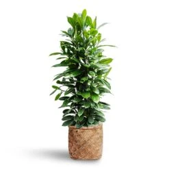 Ficus Cyathistipula - HydroCare 26 Ficus Cyathistipula - HydroCare -Indoor Plants Ficus cyathistipula Hydroculture Zayn Bamboo Planter
