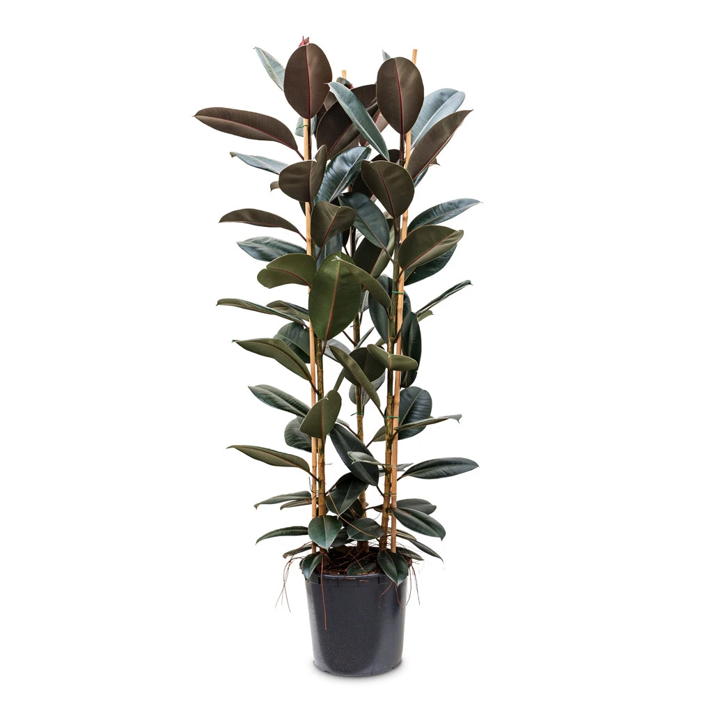Ficus Elastica Abidjan - Burgundy Rubber Plant 18 Ficus Elastica Abidjan - Burgundy Rubber Plant - Image 18