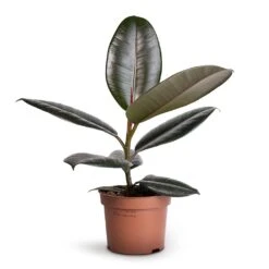 Ficus Elastica Abidjan - Burgundy Rubber Plant 22 Ficus Elastica Abidjan - Burgundy Rubber Plant -Indoor Plants Ficus elastica Abidjan Burgundy Rubber Plant 12x35cm 1