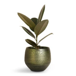 Noor Plant Pot - Velvet Green -Indoor Plants Ficus elastica Abidjan Burgundy Rubber Plant 14x35cm Noor Plant Pot Velvet Green 19x16cm