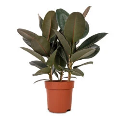 Ficus Elastica Abidjan - Burgundy Rubber Plant 38 Ficus Elastica Abidjan - Burgundy Rubber Plant -Indoor Plants Ficus elastica Abidjan Burgundy Rubber Plant 24x80cm