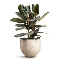 Mini Orb Kevan Plant Pot - Grey Washed 25 Mini Orb Kevan Plant Pot - Grey Washed -Indoor Plants Ficus elastica Abidjan Burgundy Rubber Plant 24x80cm Mini Orb Kevan Plant Pot Grey Washed 32x28cm f19d0d41 3850 4b84 bc02 e79d541880aa