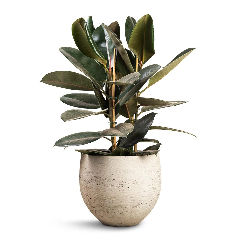 Mini Orb Kevan Plant Pot - Grey Washed 11 Mini Orb Kevan Plant Pot - Grey Washed - Image 11