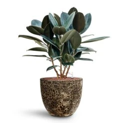 Ficus Elastica Abidjan - HydroCare -Indoor Plants Ficus elastica Abidjan HydroCare Lava Couple Relic Planter Black