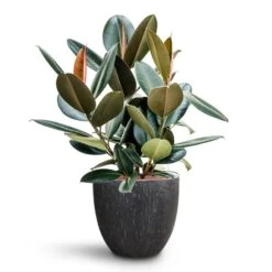 Raindrop Egg Planter - Anthracite -Indoor Plants Ficus elastica Abidjan HydroCare Raindrop Couple Planter Anthracite