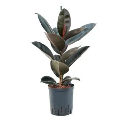 Ficus Elastica Abidjan - HydroCare -Indoor Plants Ficus elastica Abidjan Hydroculture 18 19x95cm