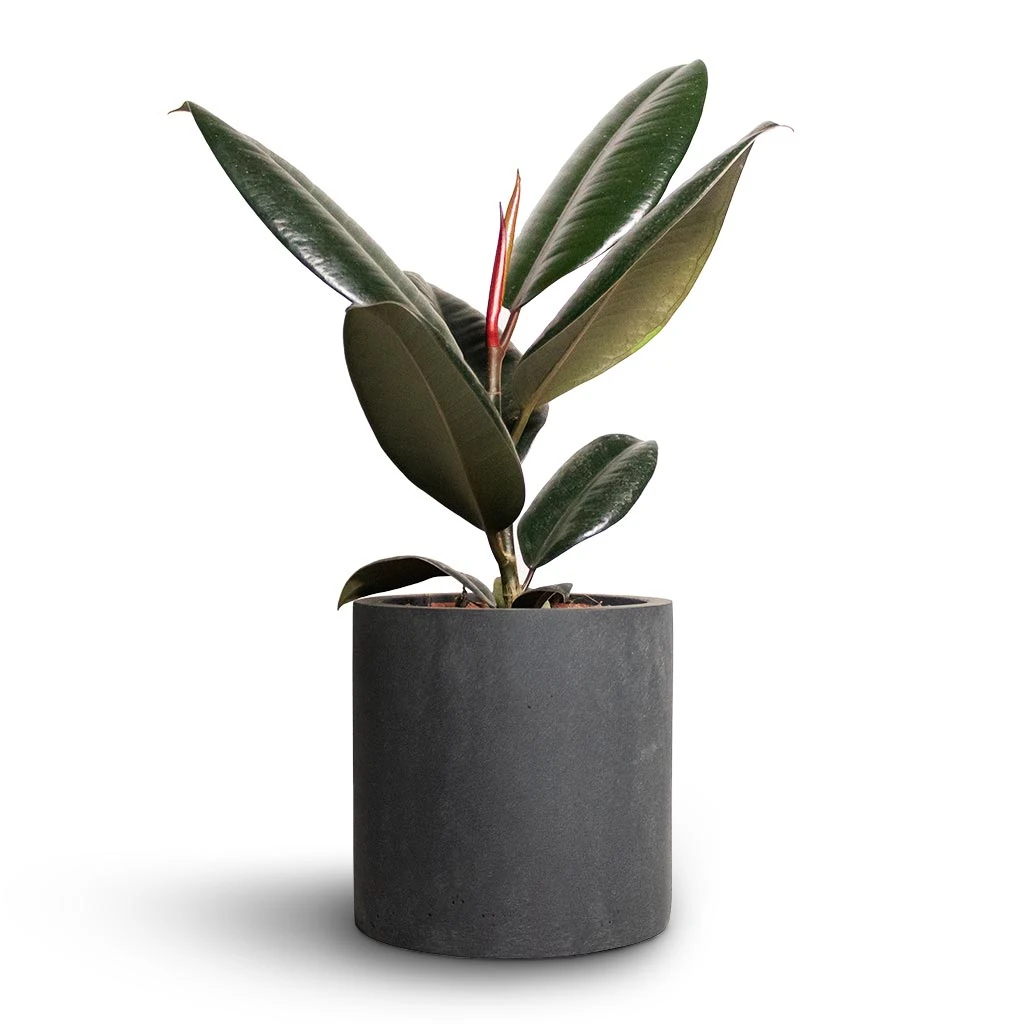 Ficus Elastica Abidjan - Burgundy Rubber Plant 1 Ficus Elastica Abidjan - Burgundy Rubber Plant