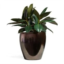 Ficus Elastica Abidjan - Burgundy Rubber Plant 29 Ficus Elastica Abidjan - Burgundy Rubber Plant -Indoor Plants Ficus elastica Abidjan Rubber Plant 24x60cm Amora Plant Pot Black Gold 32x32cm 096b7662 634b 47ca 9c01 22f0fde1e712