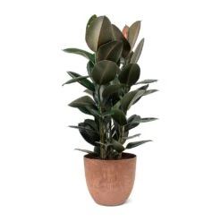 Ficus Elastica Abidjan - Burgundy Rubber Plant 30 Ficus Elastica Abidjan - Burgundy Rubber Plant -Indoor Plants Ficus elastica Abidjan Rubber Plant Bola Artstone Plant Pot Oak