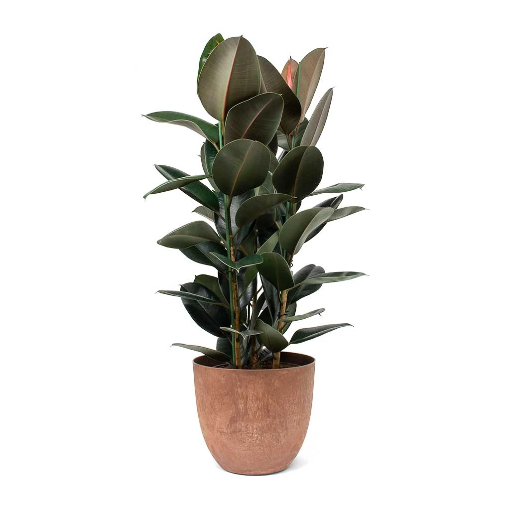 Ficus Elastica Abidjan - Burgundy Rubber Plant 11 Ficus Elastica Abidjan - Burgundy Rubber Plant - Image 11