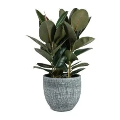 Ficus Elastica Abidjan - Burgundy Rubber Plant 39 Ficus Elastica Abidjan - Burgundy Rubber Plant -Indoor Plants Ficus elastica Abidjan Rubber Plant Karlijn Plant Pot Anthracite 5473e867 458c 4508 b4e0 e6c7c4d936ac