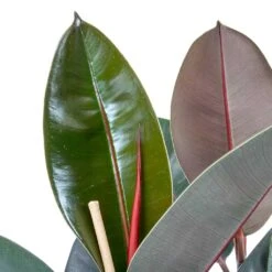 Ficus Elastica Abidjan - HydroCare -Indoor Plants Ficus elastica Abidjan Rubber Plant Leaves 0a9b4913 6ce8 4055 baa8 19c6181f930f