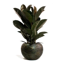 Luxe Lite Wrinkle Globe Planter - Bronze -Indoor Plants Ficus elastica Abidjan Rubber Plant Luxe Lite Wrinkle Globe Planter Bronze